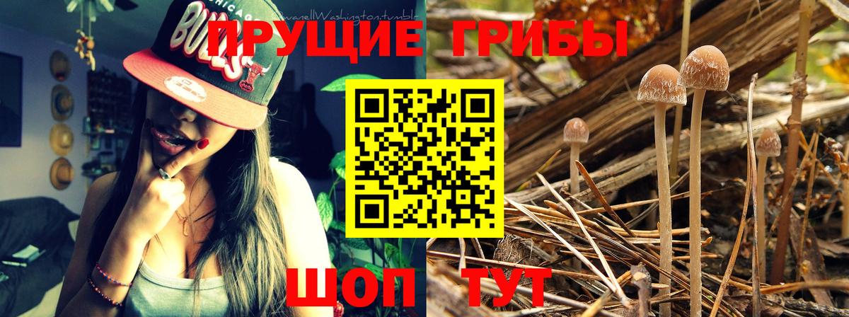 Псилоцибиновые грибы Cubensis Семёнов